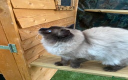 Ragdoll cats for stud: Active gccf stud chocolate carrier seal point  in Grantham - Image 17