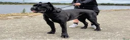 Cane Corso dogs for sale: Champion Bloodline Cane Corso’s in Manchester - Advert 3