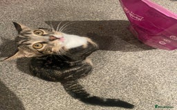 Mixed Breed cats for sale: 2 cats for sale - Image 7