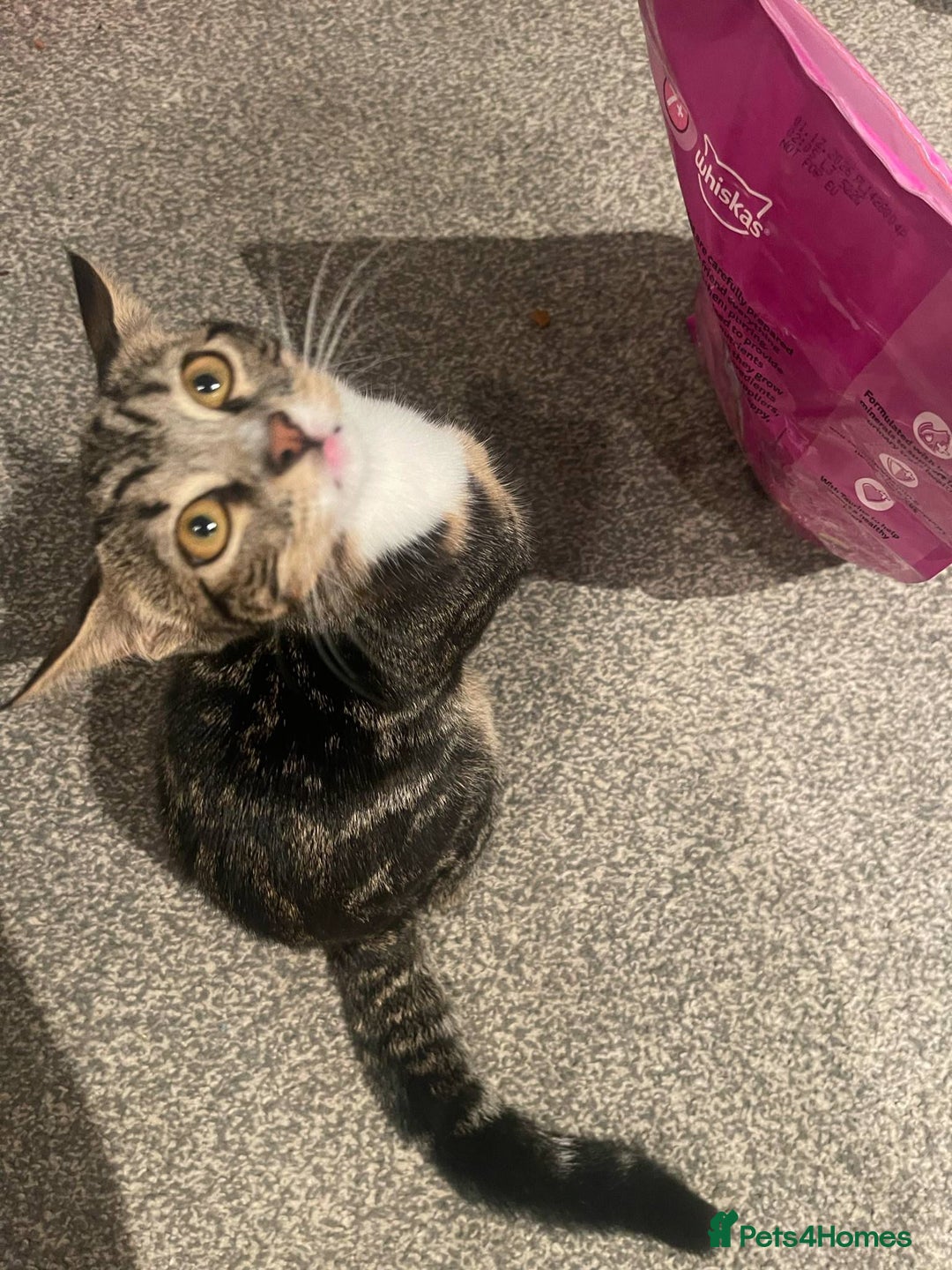 Mixed Breed cats for sale: 2 cats for sale - Image 7
