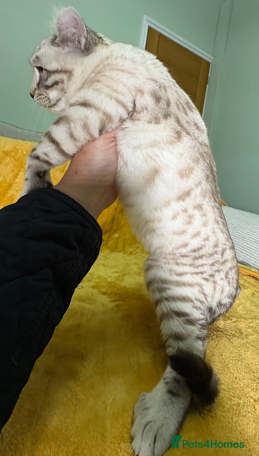 Savannah cats for sale: Breath taking wild looking girl  - Advert 14