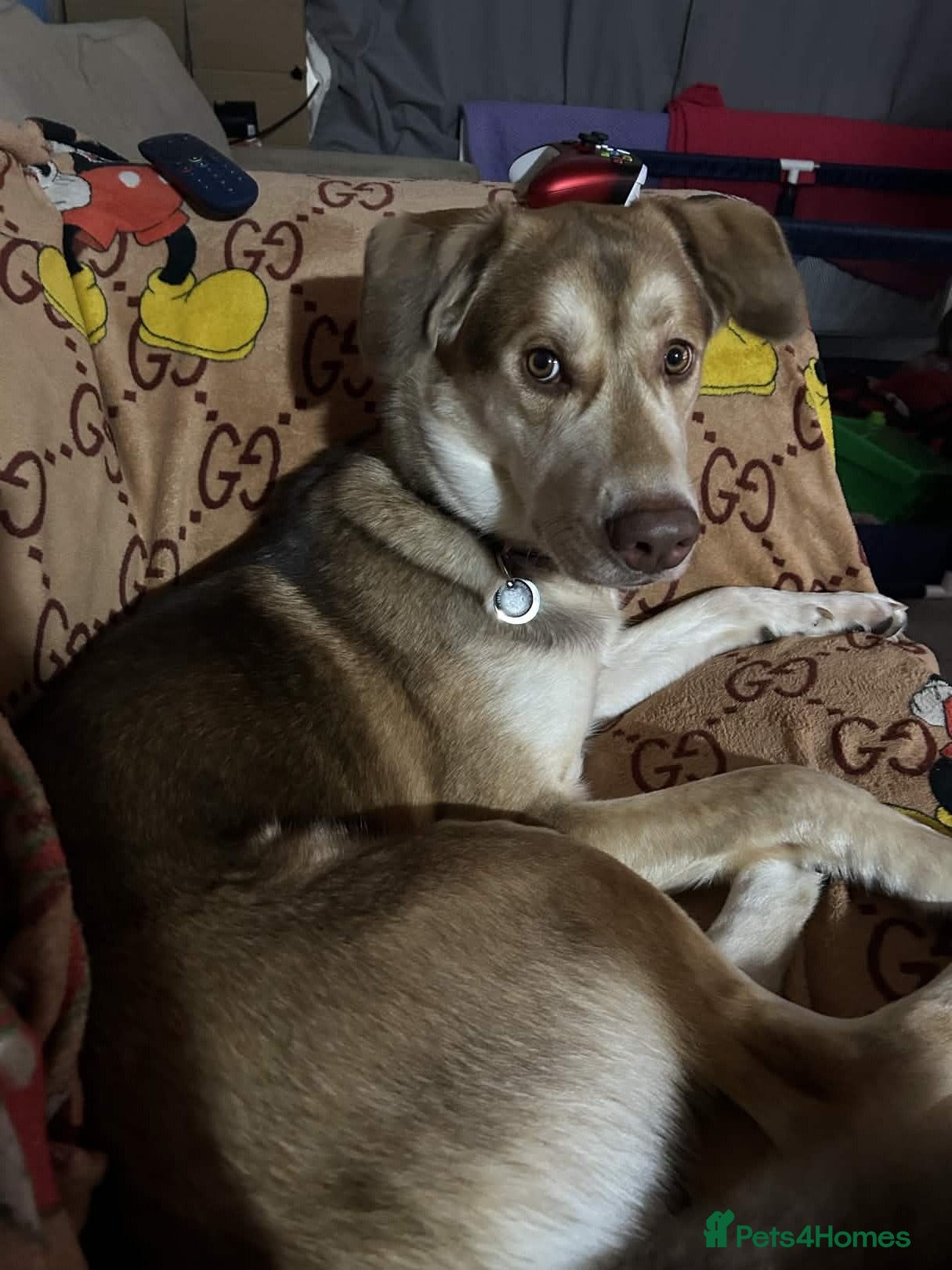 Mixed Breed dogs Huskamute cross - Advert 3