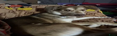 Mocha
