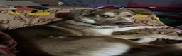 Mixed Breed dogs for sale: Huskamute cross in Edenbridge - Advert 1
