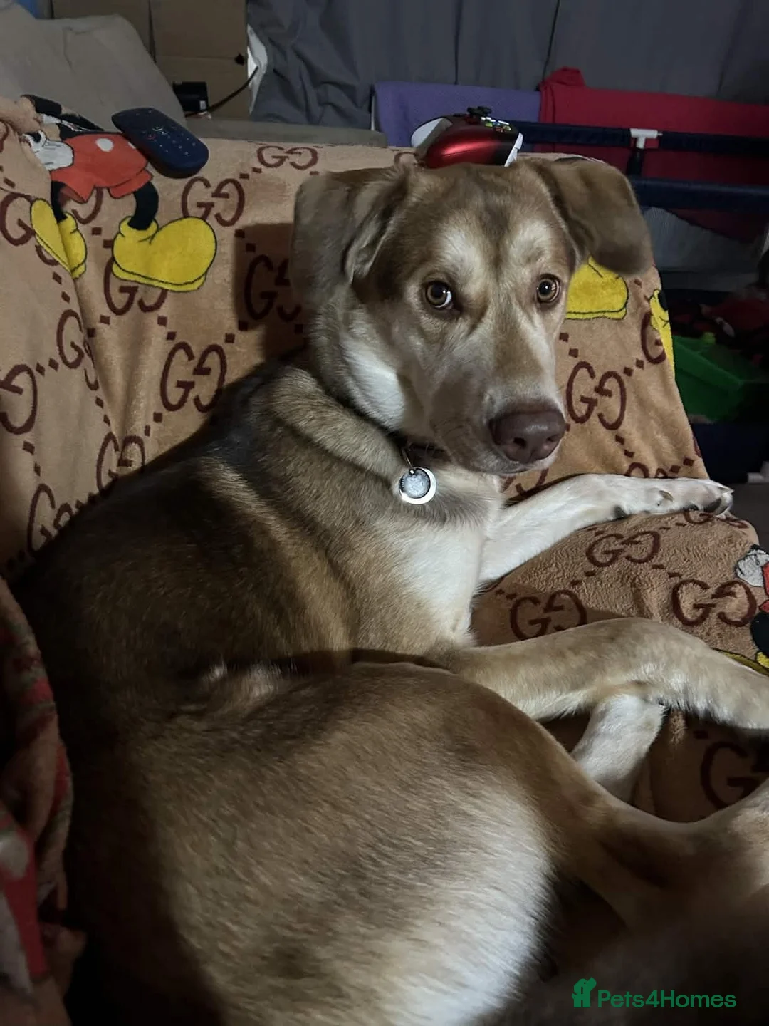 Mixed Breed dogs for sale: Huskamute cross in Edenbridge - Advert 1