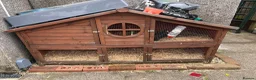 Netherland Dwarf rabbits for sale: Young Rabbit for rehoming  - Advert 6