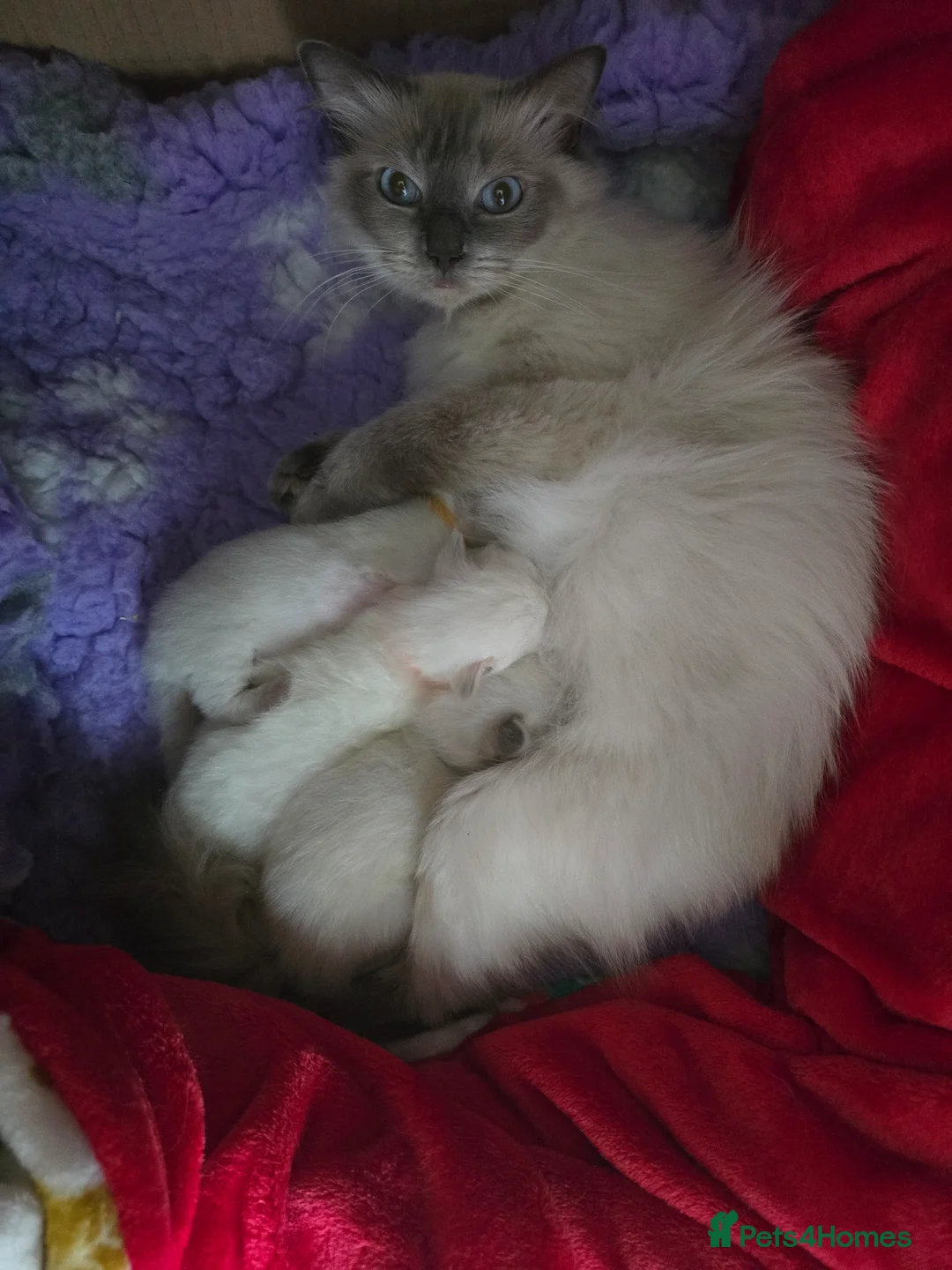 Ragdoll cats for sale: Ragdoll boys - Advert 2