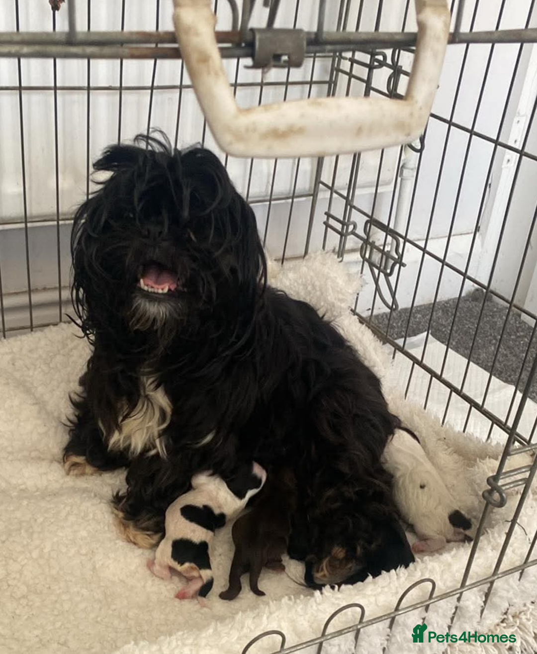 Mixed Breed dogs for sale: Cocker-zu  - Advert 2