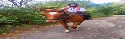 Irish Thoroughbred horses for sale: Happy hacker  in Poulton-le-Fylde - Advert 3