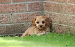 Cockapoo dogs for sale: Beautiful F1 Cockapoo puppies for sale - Image 15