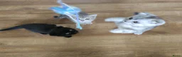 British Shorthair cats for sale: Beautiful British Shorthair kittens - Advert 7