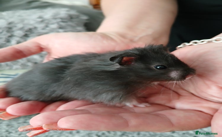 Hamster rodents - Advert 1
