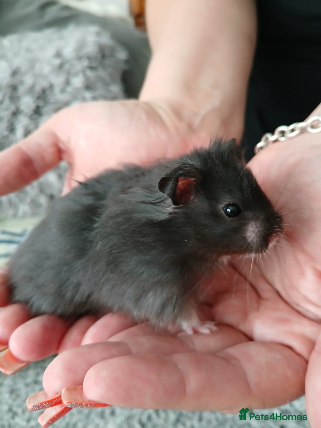 Hamster rodents for sale: Baby syrian hamsters - Image 1