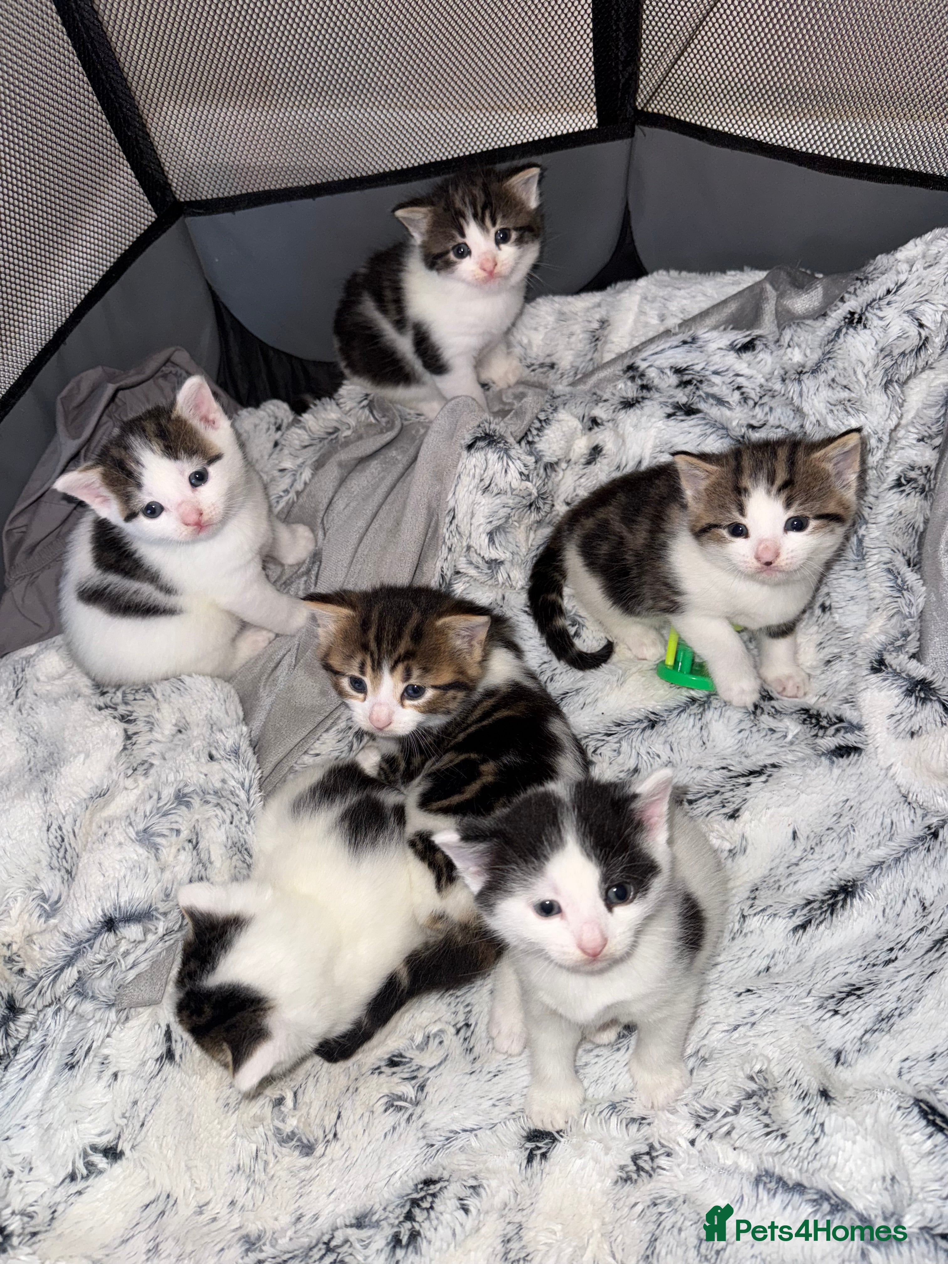 Mixed Breed cats Tabby and white kittens - Advert 16