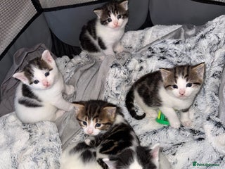Mixed Breed cats Tabby and white kittens - Advert 5