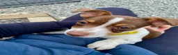 Jack Russell dogs for sale: Mini Jack Russel Terriers - Advert 12