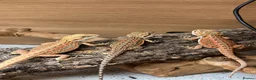Bearded Dragon reptiles for sale: Stunning Baby Beardies For Sale! - Advert 8