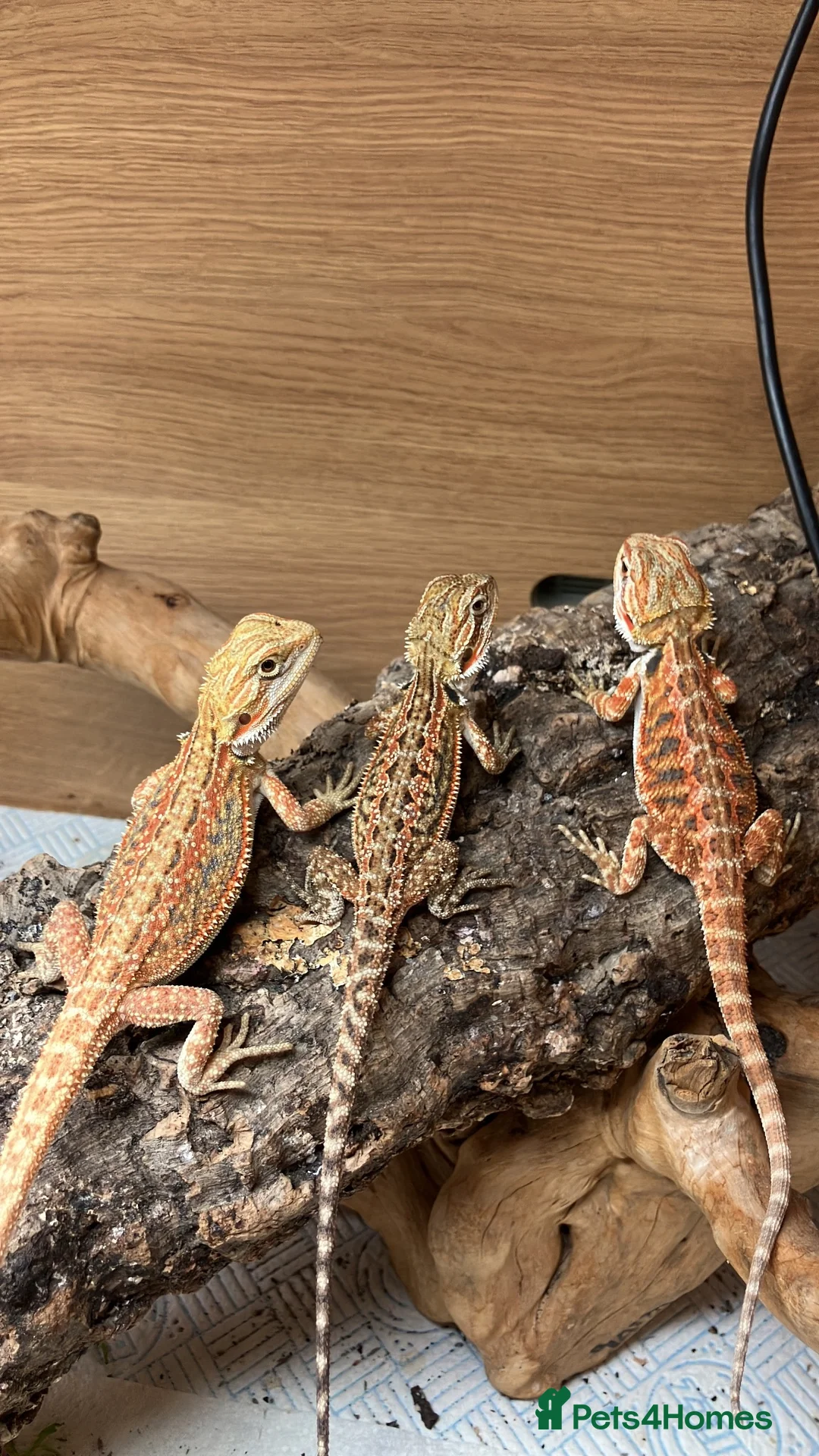 Bearded Dragon reptiles for sale: Stunning Baby Beardies For Sale! - Advert 8