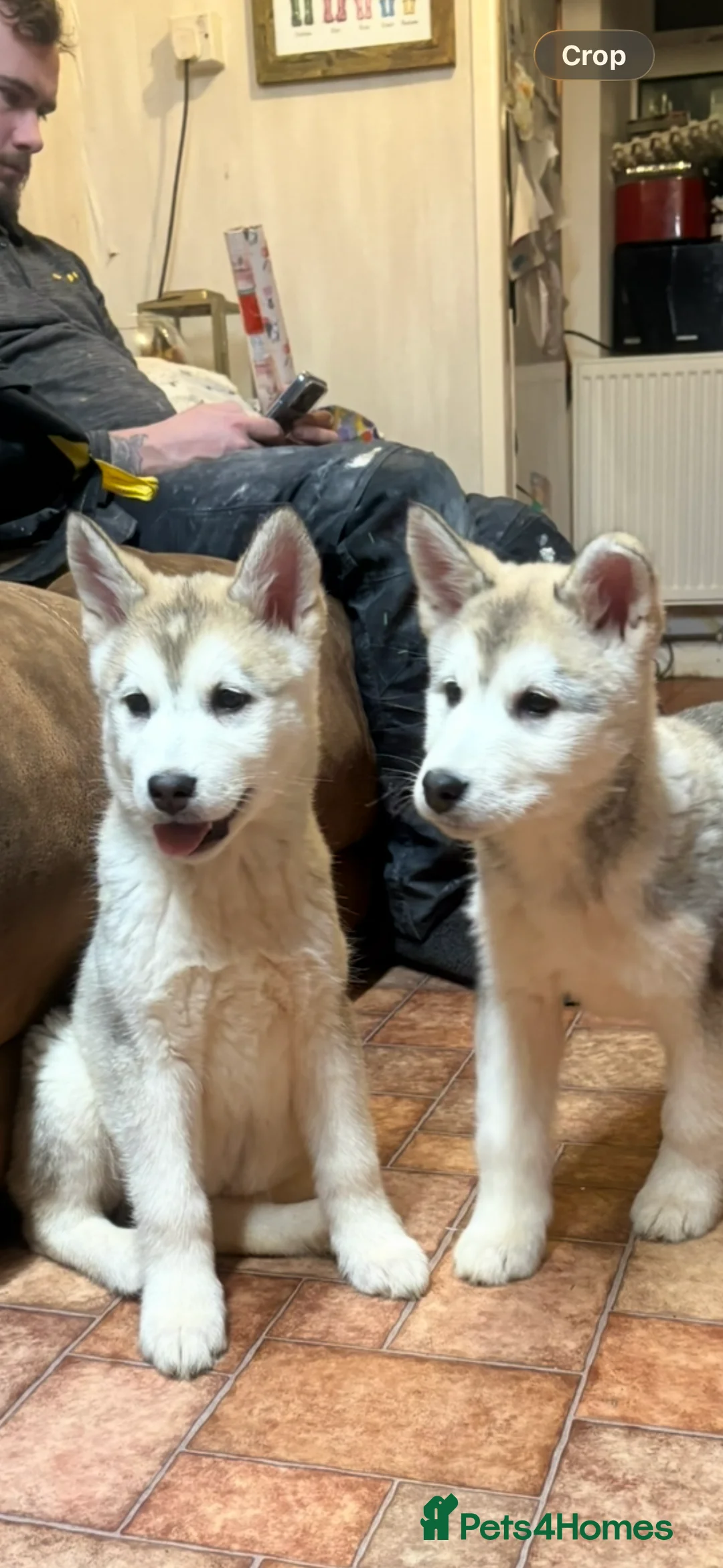Alaskan Malamute dogs for sale: K.C registered Quality Alaskan Malamute puppies - Advert 30