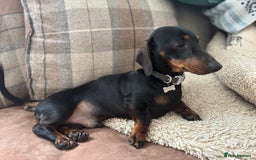 Miniature Dachshund dogs for stud: *Proven Stud*  - Image 6