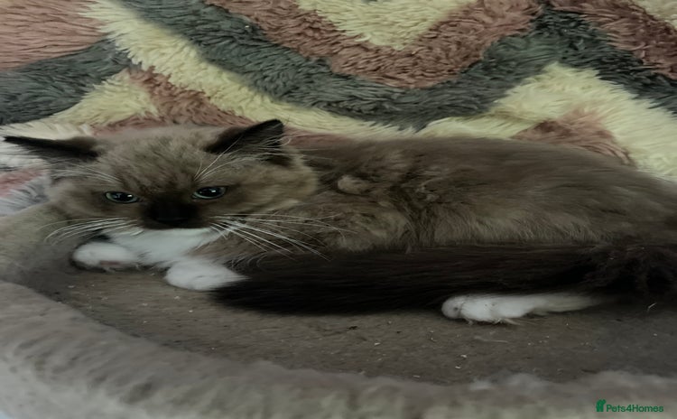 Ragdoll cats - Advert 12