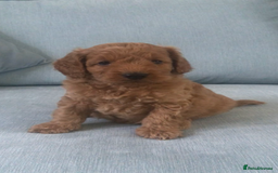 Cockapoo dogs for sale: Toy F1B cockapoo pups - Image 15