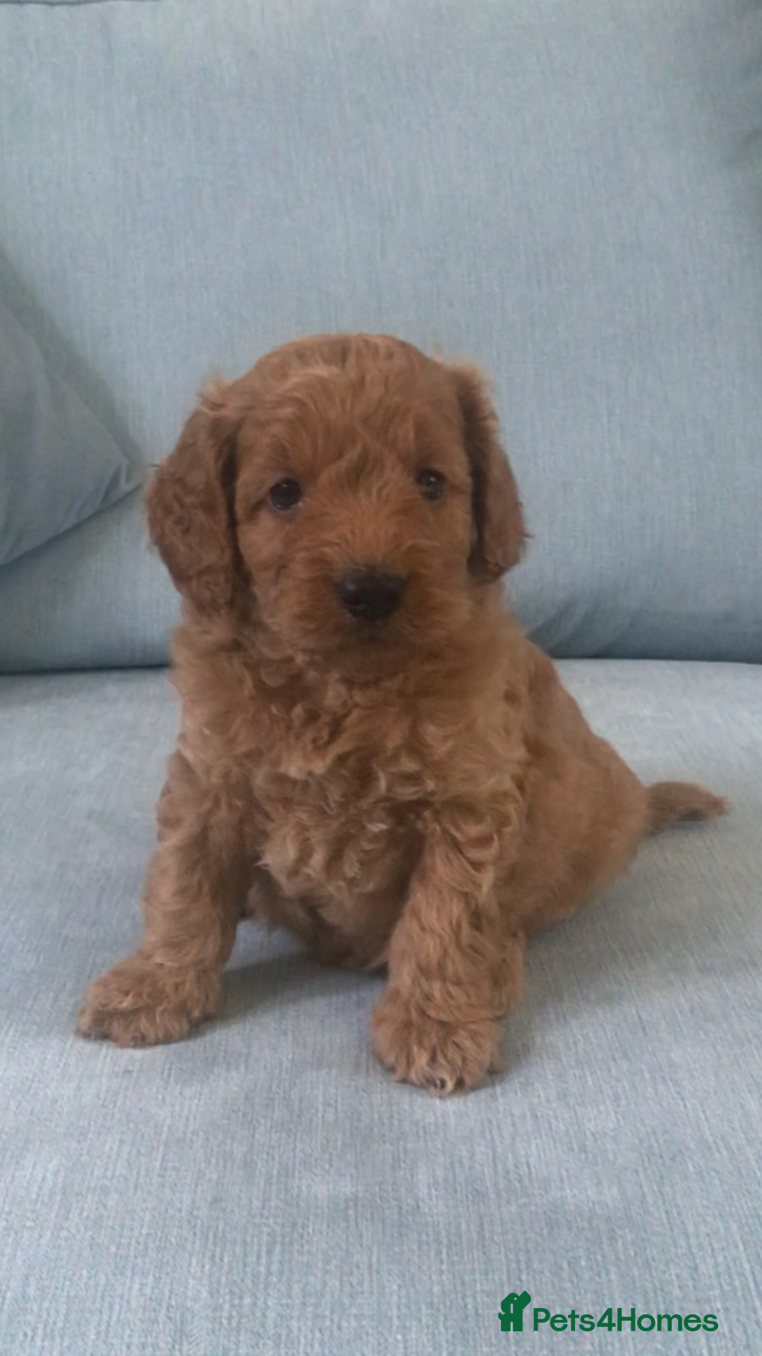 Cockapoo dogs for sale: Toy F1B cockapoo pups - Image 15