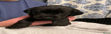 Labrador Retriever 4 (black female)