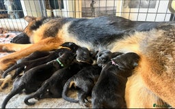 German Shepherd dogs for sale: 5 Generation KC - straight backed GSD puppies  - Image 11