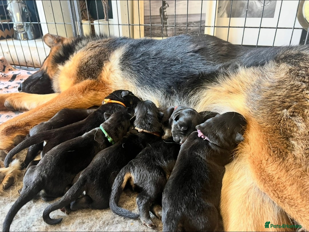 German Shepherd dogs for sale: 5 Generation KC - straight backed GSD puppies  - Image 11