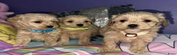 Maltipoo dogs for sale: Outstanding maltipoo - Advert 11