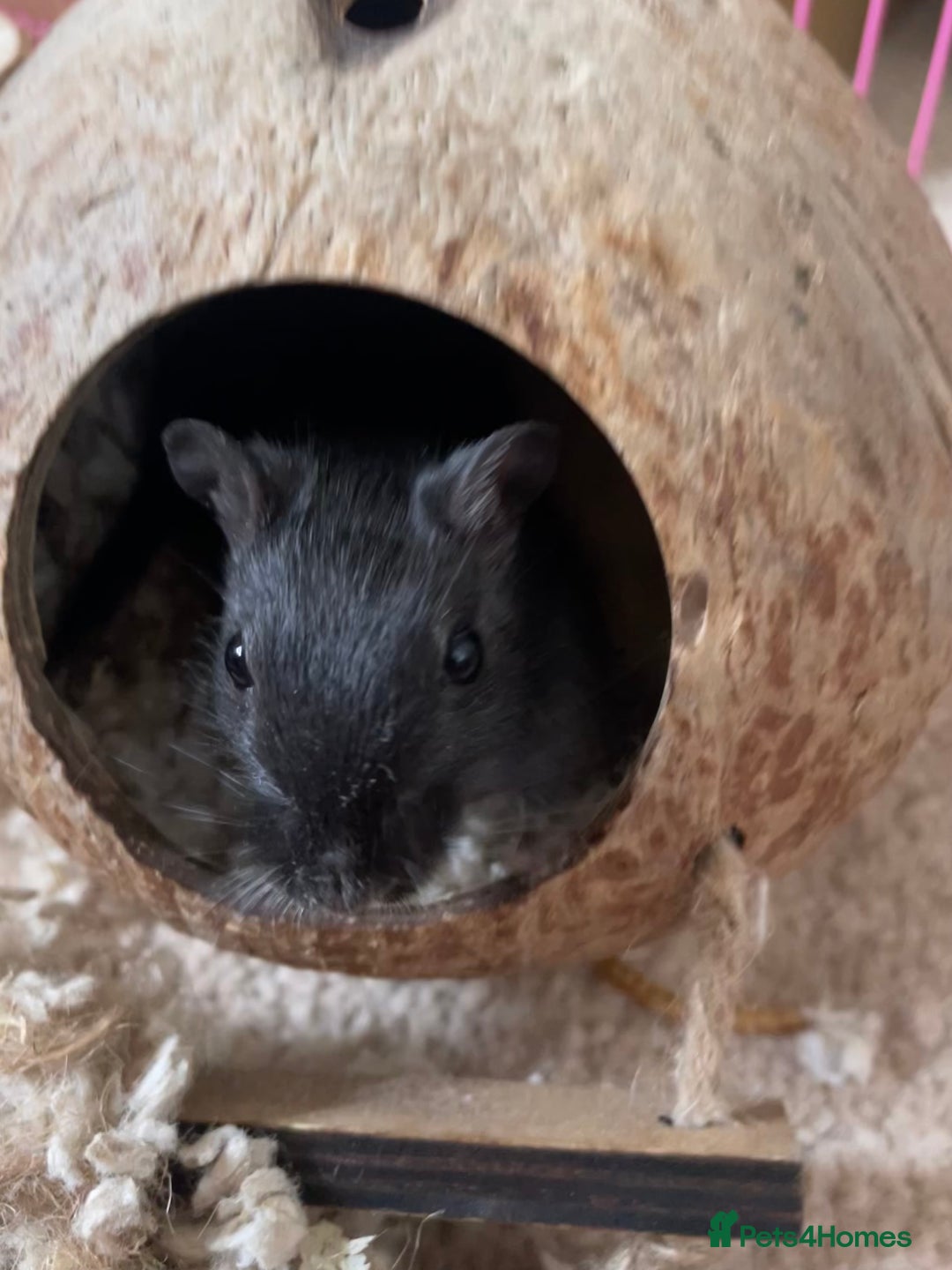 Gerbil rodents for sale: Whiskey and Bourbon male gerbils + set up/supplies - Image 6
