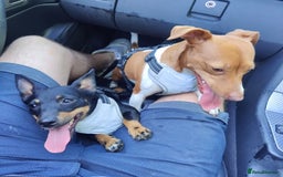 Jack Russell dogs for sale: 2 x Beautiful Jack Russells  - Image 1