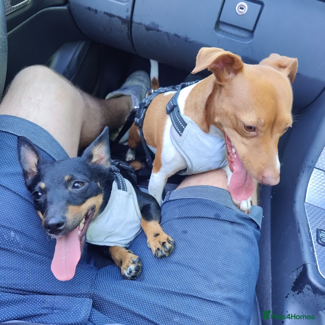 Jack Russell dogs for sale: 2 x Beautiful Jack Russells  - Image 1