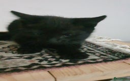 Mixed Breed cats for sale: Four kittens in search of their forever homes - Image 10