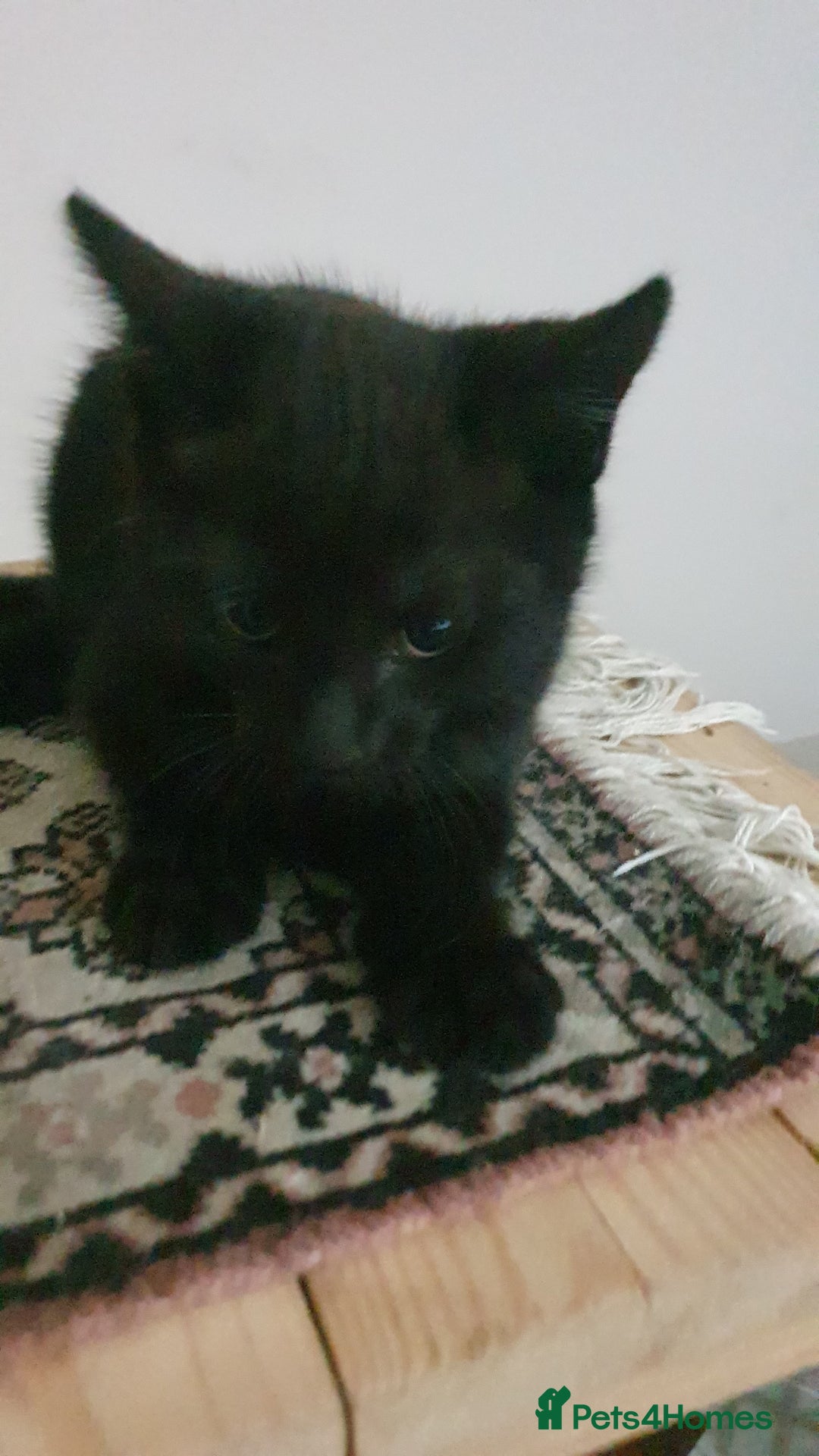 Mixed Breed cats for sale: Four kittens in search of their forever homes - Image 10