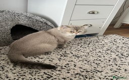 Scottish Fold cats for stud: Scottish straight  - Image 2