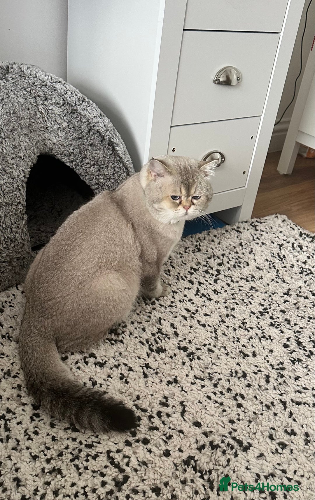 Scottish Fold cats for stud: Scottish straight  - Image 2