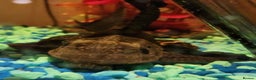 Plecos fish for sale: Beautiful pleco - Advert 2