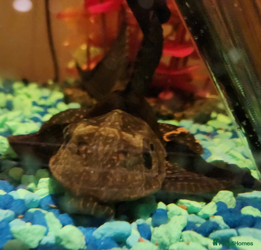 Plecos fish for sale: Beautiful pleco - Advert 2