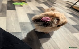 Pomeranian dogs for sale: Rehoming required for our two brothers.  - Image 13