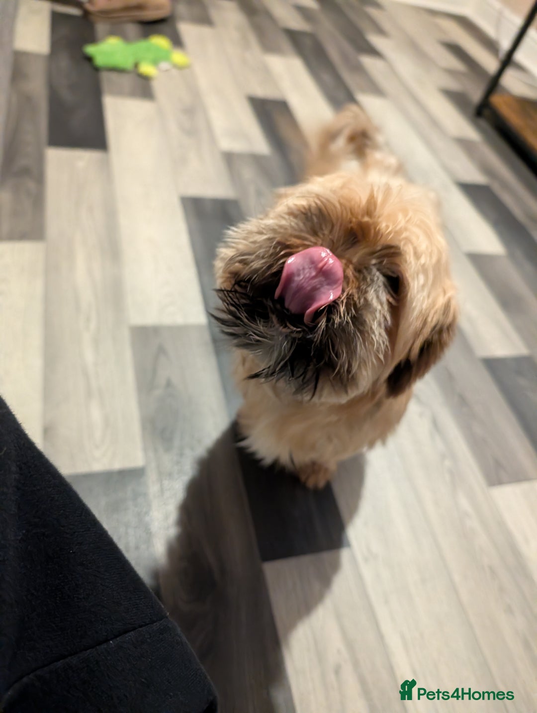 Pomeranian dogs for sale: Rehoming required for our two brothers.  - Image 13