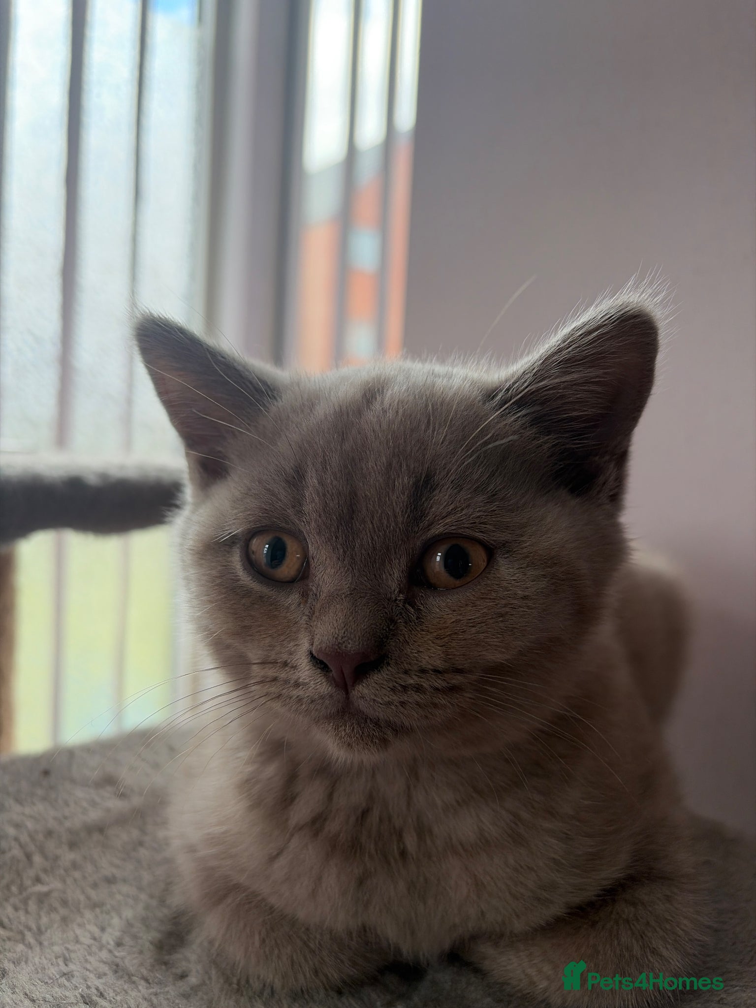 British Shorthair cats Kitten  - Advert 15