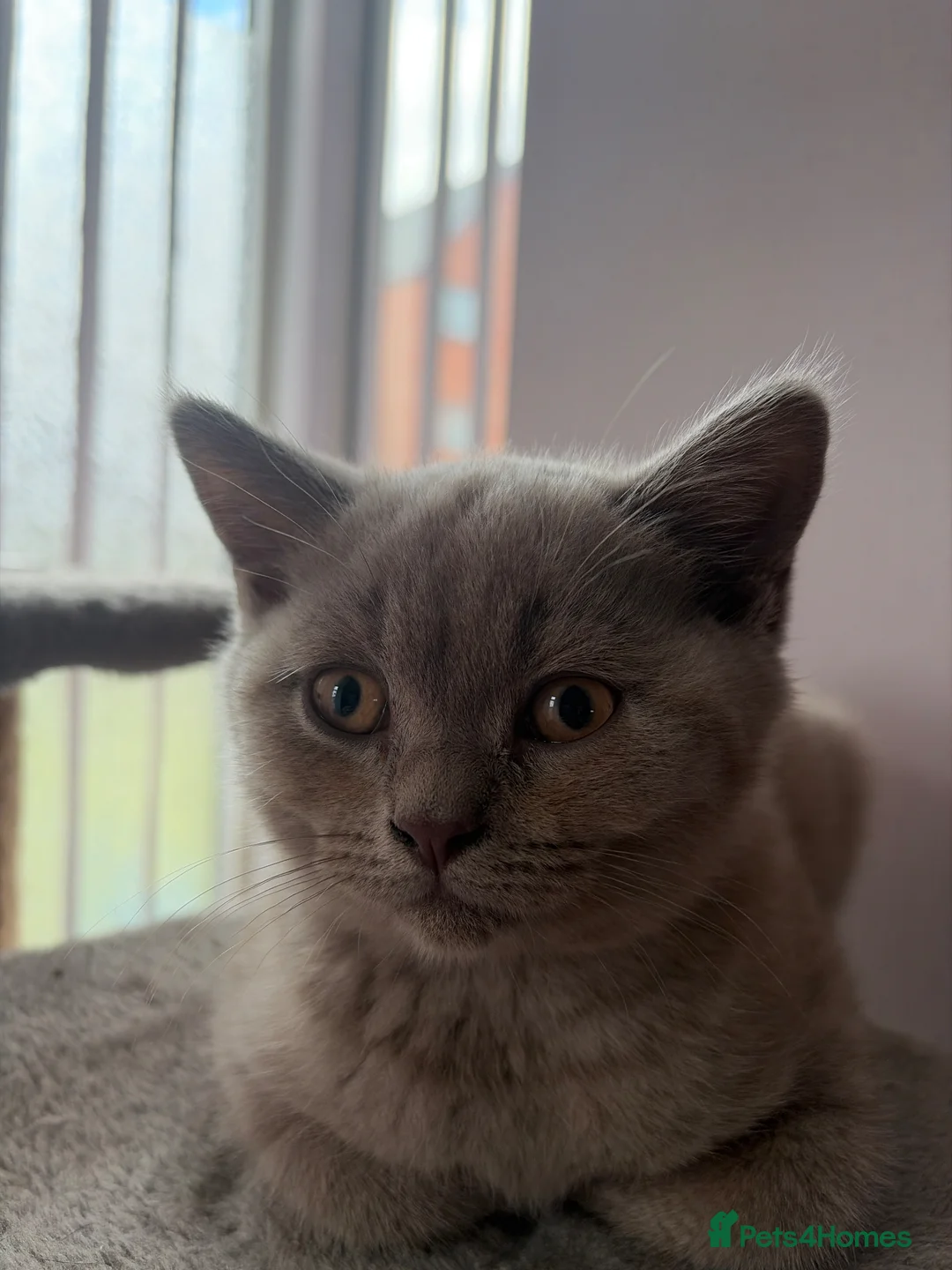 British Shorthair cats for sale: Kitten  - Advert 1