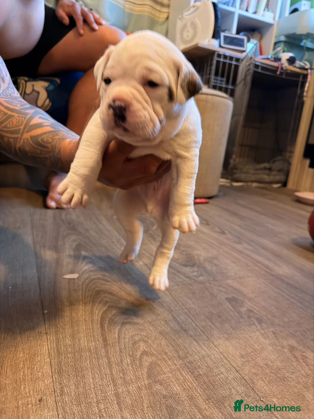 English Bulldog dogs for sale: Bulldogs  in Sandown - Advert 7
