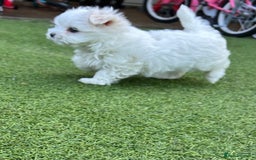 Maltese dogs for sale: Mini Maltese puppies  - Image 1