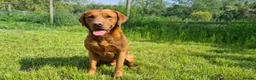 Labrador Retriever dogs for stud: Our Handsome FULLY HEALTH Tested Fox Red Stud Dog in Bristol - Advert 3