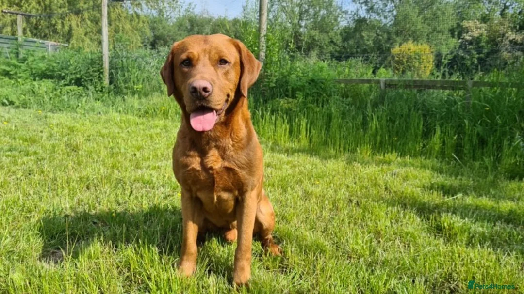 Labrador Retriever dogs for stud: Our Handsome FULLY HEALTH Tested Fox Red Stud Dog in Bristol - Advert 3