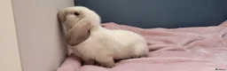 Mini Lop rabbits for sale: Incredibly friendly Mini Lop babies for sale in Towcester - Advert 7