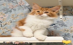 Maine Coon cats for sale: 🐾🦁 *TICA REG* GINGER MAINE COON KITTENS🦁🐾 - Image 6